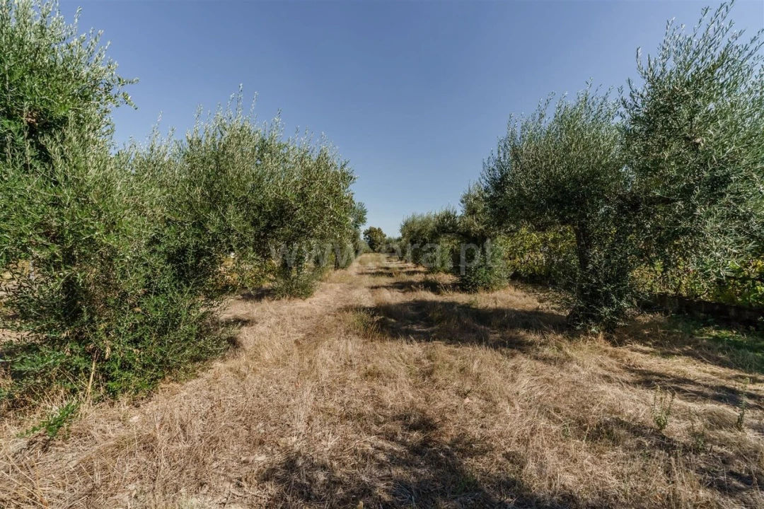 Terreno para Venda em Fundão, Valverde, Donas, A. Joanes, A. Nova Cabo Foto 8