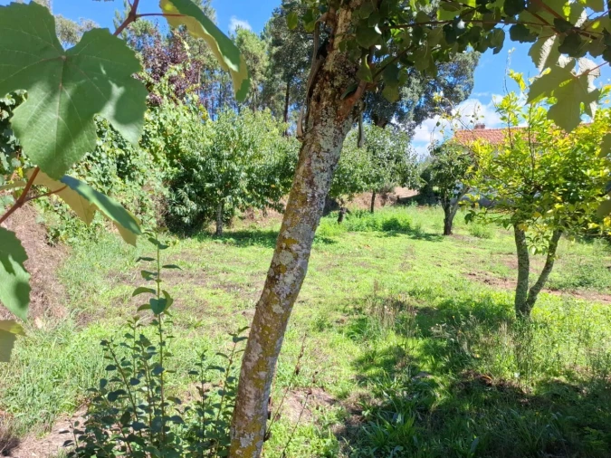 Moradia T3 para Venda em São Miguel do Mato Foto 26