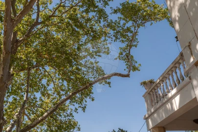 Quinta T
           para Arrendamento em São Bras e São Lourenço
