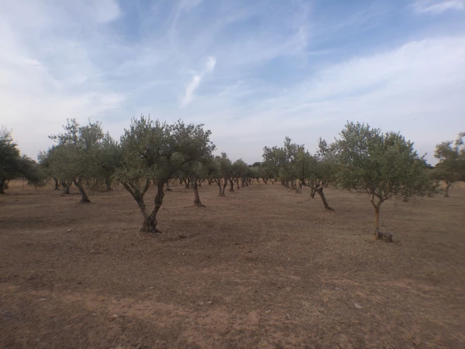 Terreno Agricola ou Rústico para Venda em Barbacena e Vila Fernando Foto 6