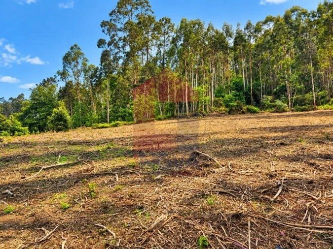 Quinta para Venda em Vila Verde e Barbudo Foto 9