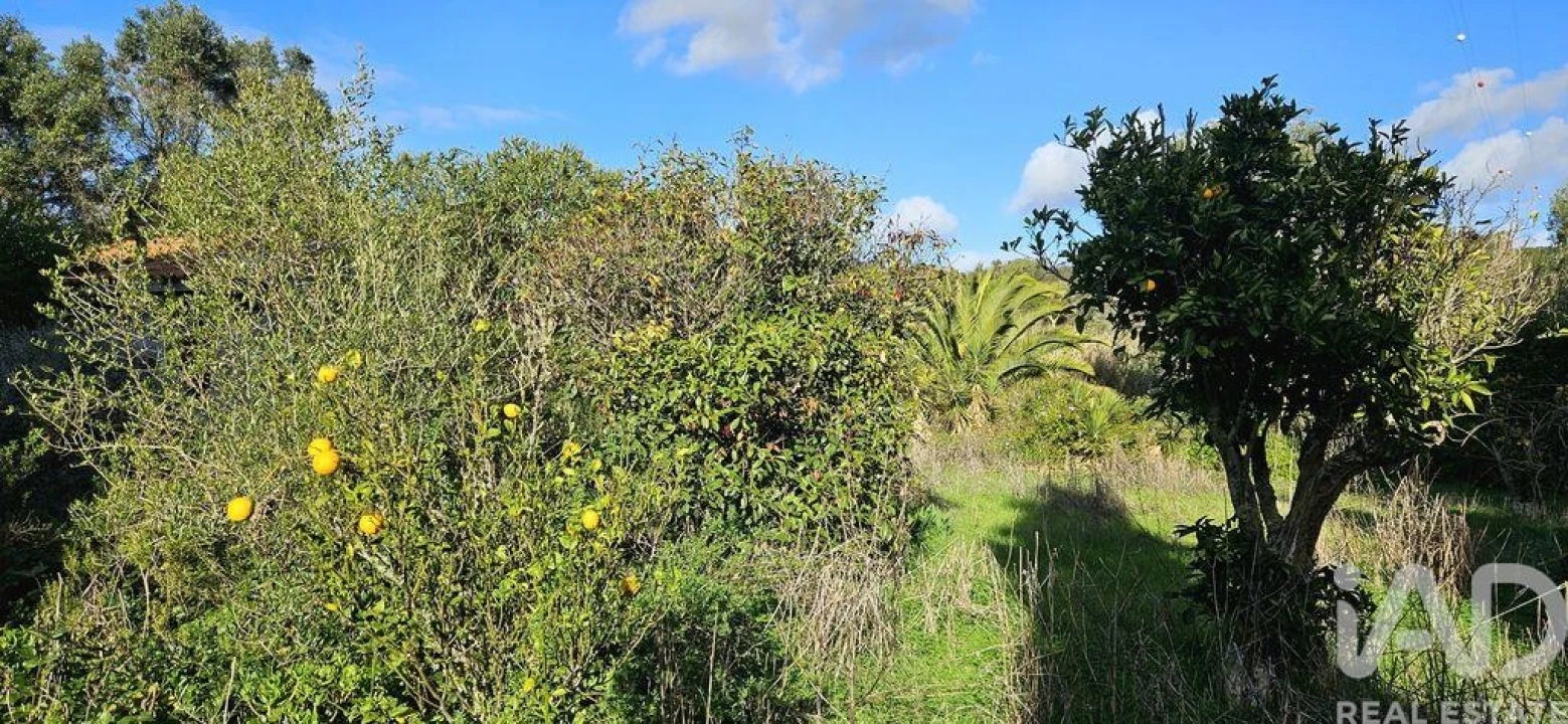 Terreno para Venda em Barão de São Miguel Foto 20