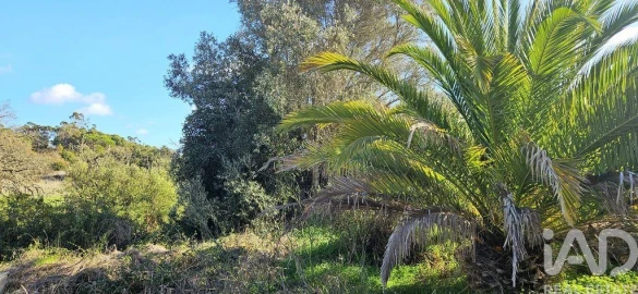 Terreno para Venda em Barão de São Miguel