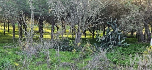 Terreno para Venda em Barão de São Miguel