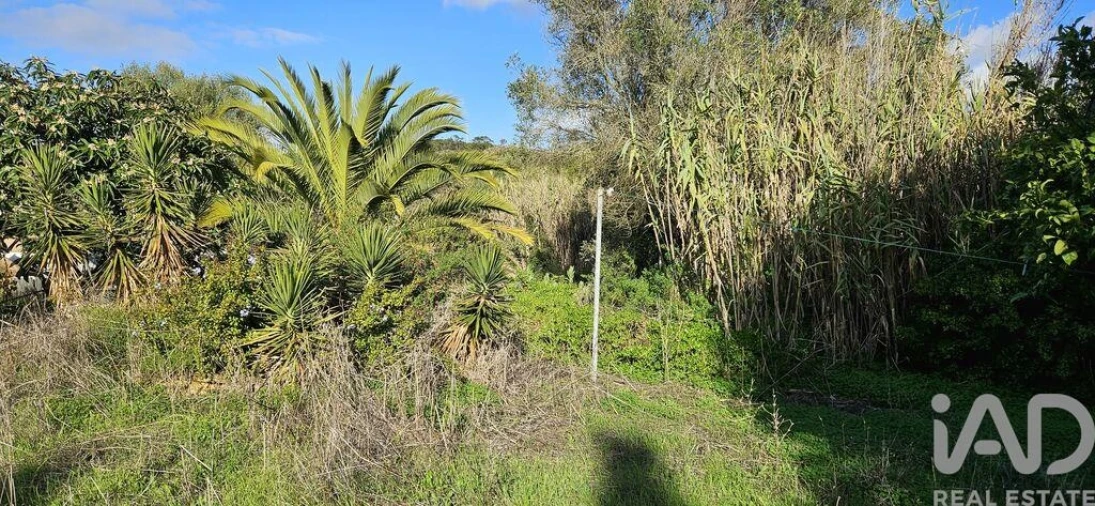 Terreno para Venda em Barão de São Miguel Foto 9