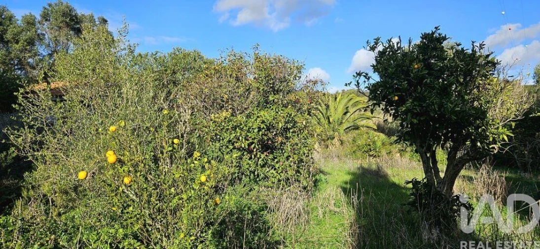 Terreno para Venda em Barão de São Miguel Foto 20