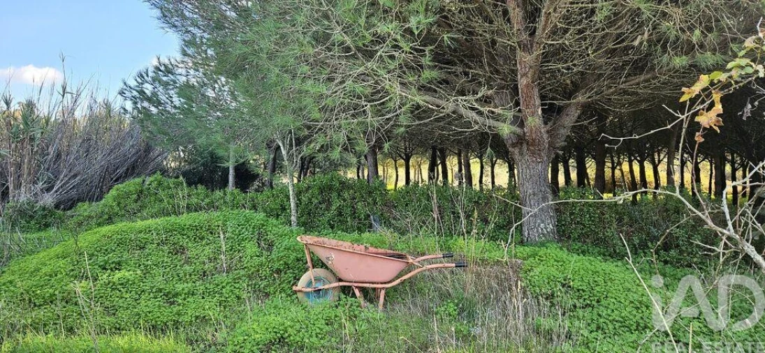 Terreno para Venda em Barão de São Miguel Foto 11