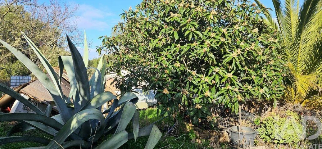 Terreno para Venda em Barão de São Miguel Foto 8