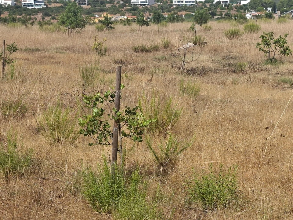 Terreno para Venda em Lagos (São Sebastião e Santa Maria) Foto 15