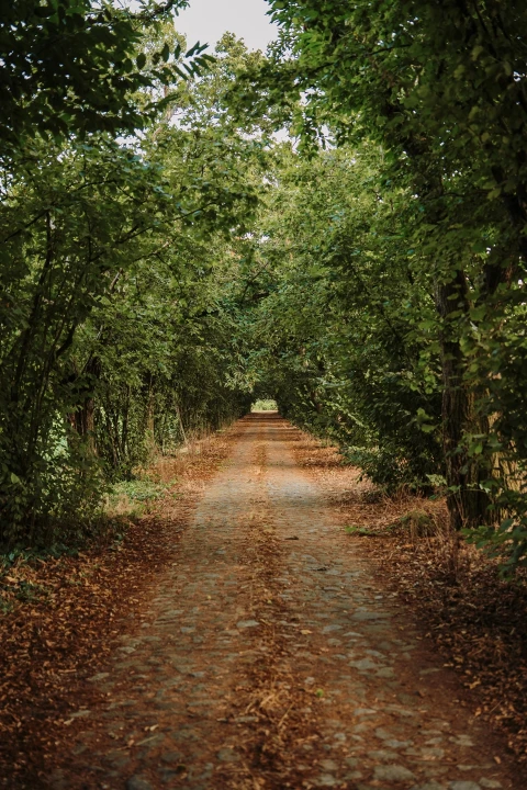 Quinta T8 para Venda em Manhente