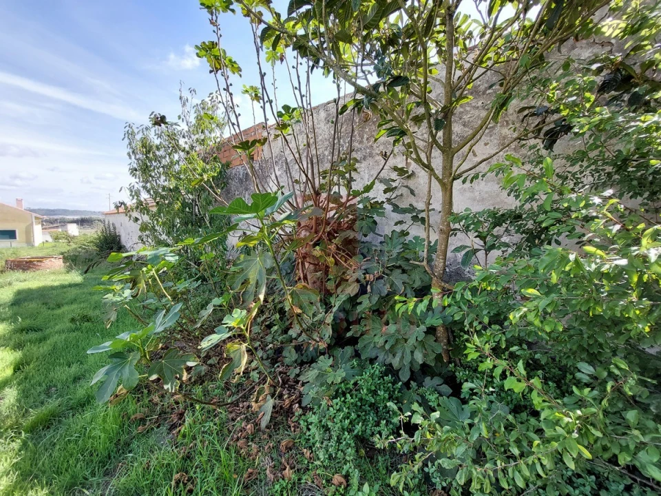 Terreno para Venda em Tornada e Salir do Porto Foto 10