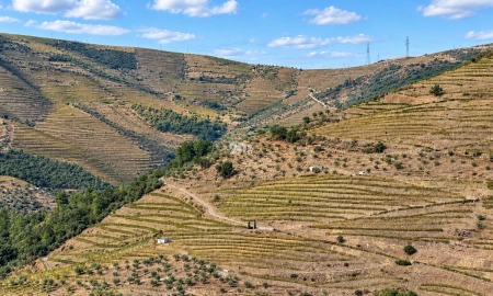 Quinta T0 para Venda em Desejosa
