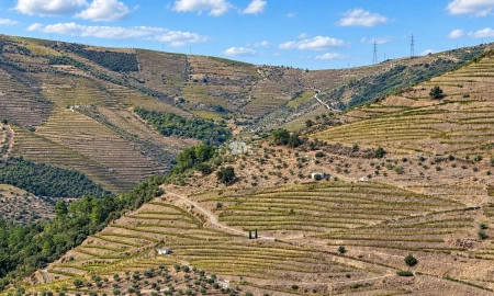 Quinta T0 para Venda em Desejosa