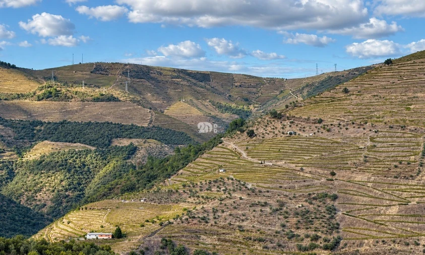 Quinta T0 para Venda em Desejosa Foto 8