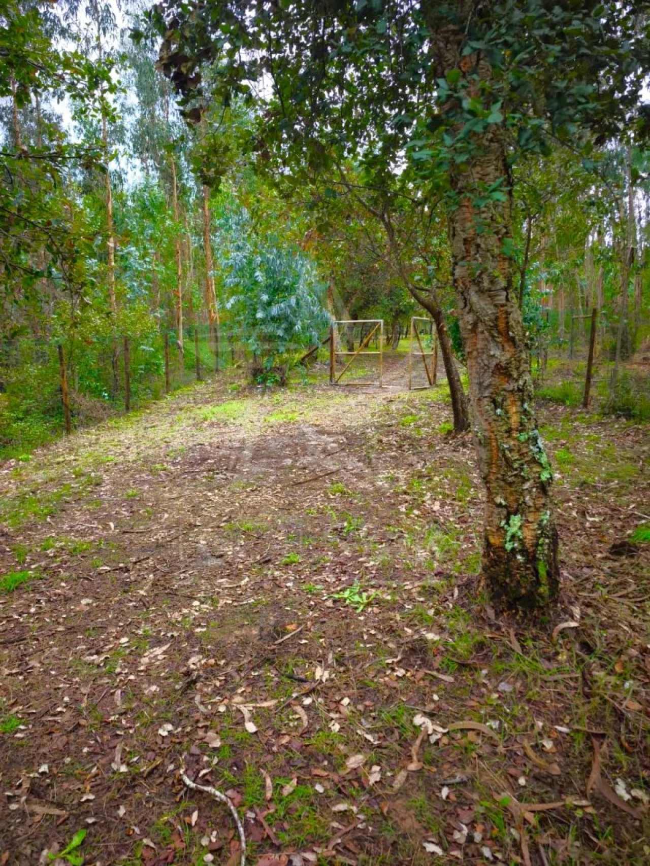 Terreno para Venda em Nossa Senhora do Pópulo, Coto e São Gregório Foto 1