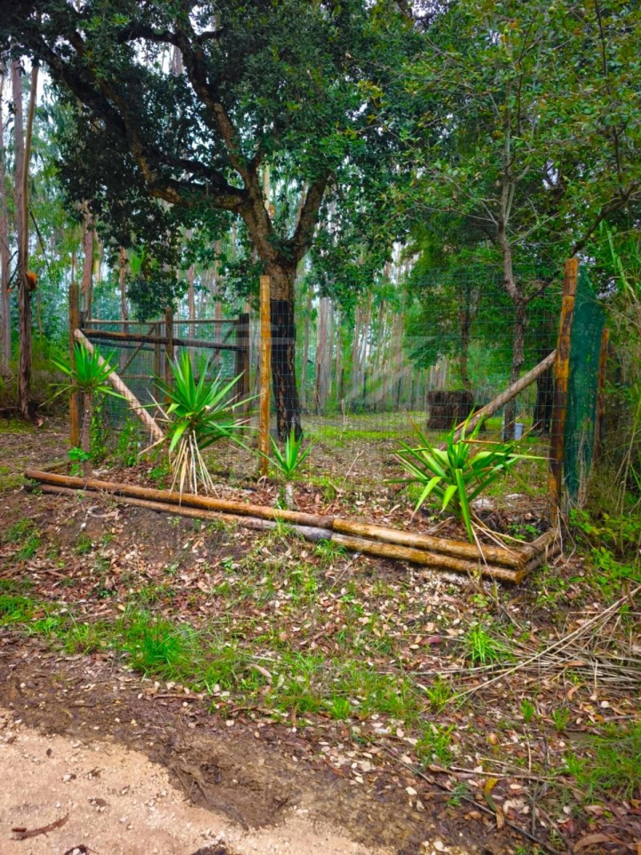 Terreno para Venda em Nossa Senhora do Pópulo, Coto e São Gregório Foto 3