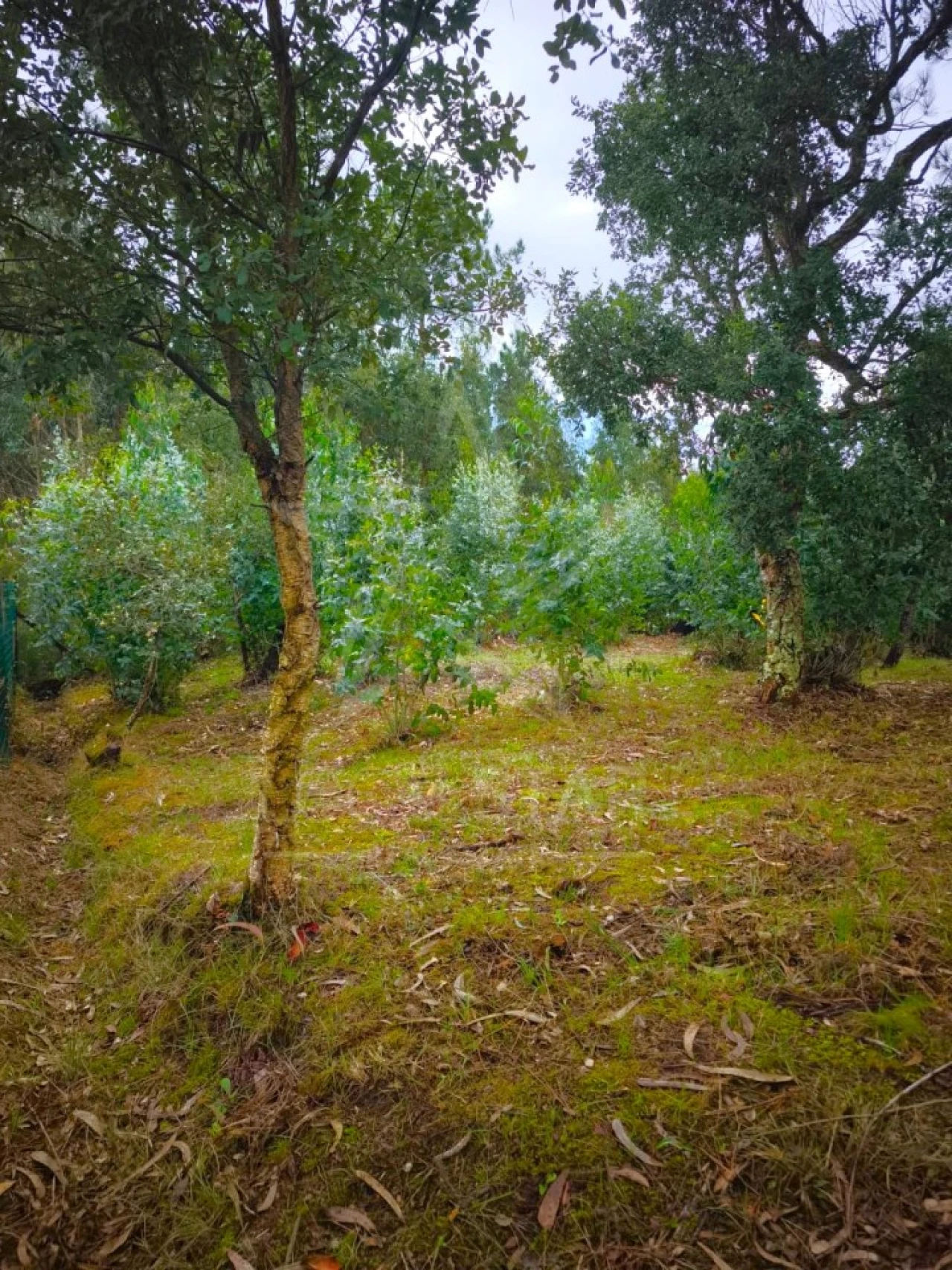 Terreno para Venda em Nossa Senhora do Pópulo, Coto e São Gregório Foto 4
