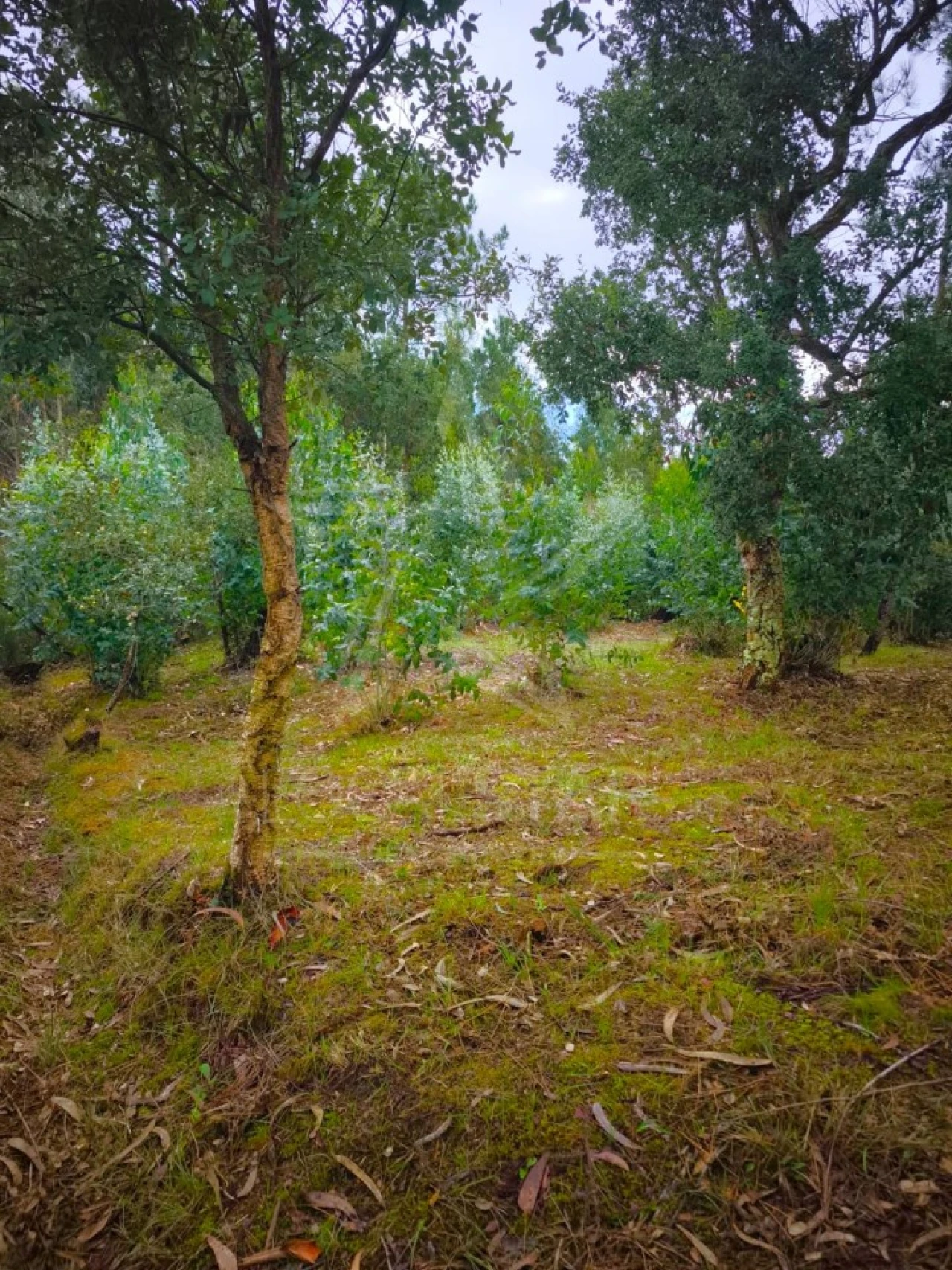 Terreno para Venda em Nossa Senhora do Pópulo, Coto e São Gregório Foto 6