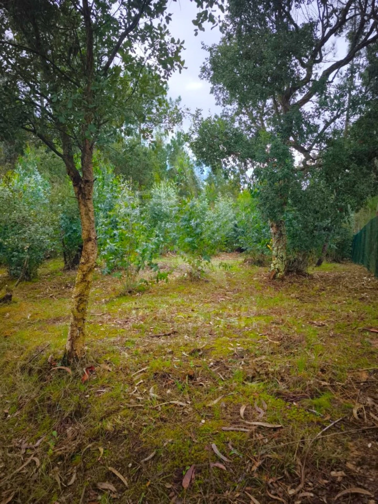 Terreno para Venda em Nossa Senhora do Pópulo, Coto e São Gregório Foto 8