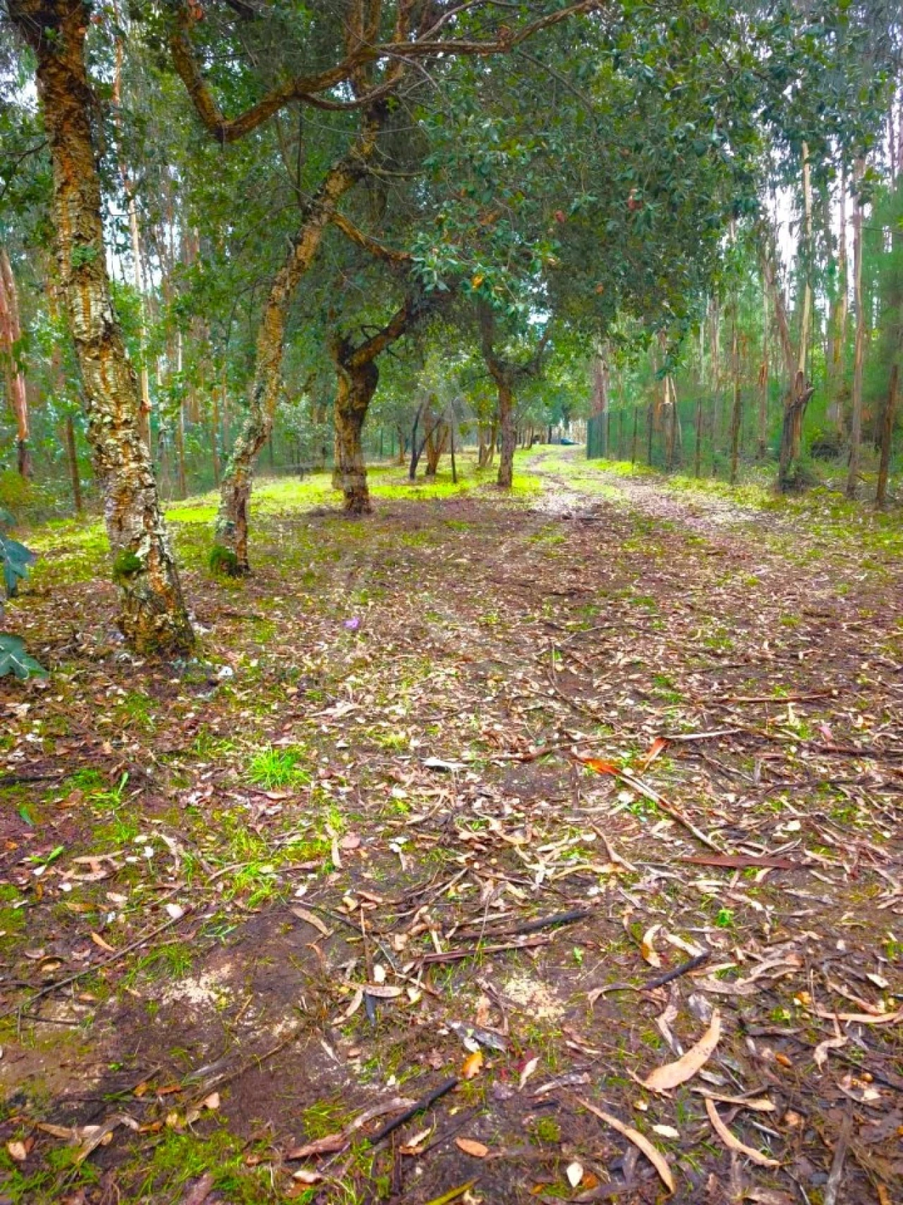 Terreno para Venda em Nossa Senhora do Pópulo, Coto e São Gregório Foto 9