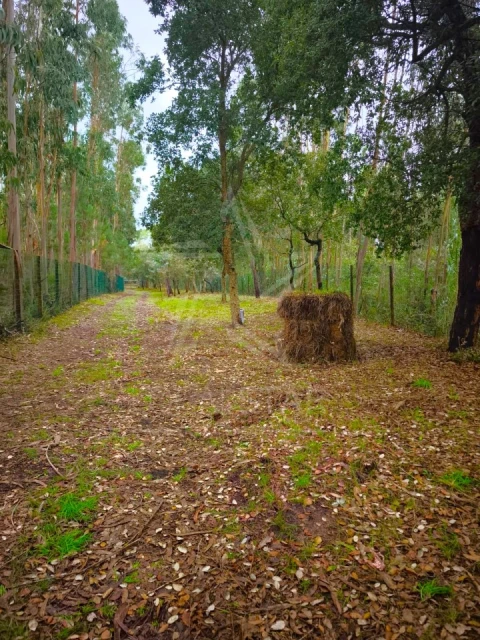 Terreno para Venda em Nossa Senhora do Pópulo, Coto e São Gregório