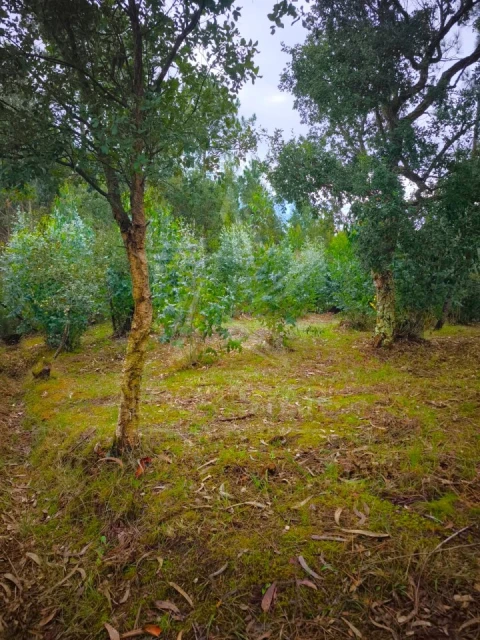 Terreno para Venda em Nossa Senhora do Pópulo, Coto e São Gregório