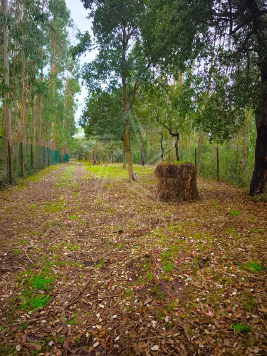 Terreno para Venda em Nossa Senhora do Pópulo, Coto e São Gregório Foto 2