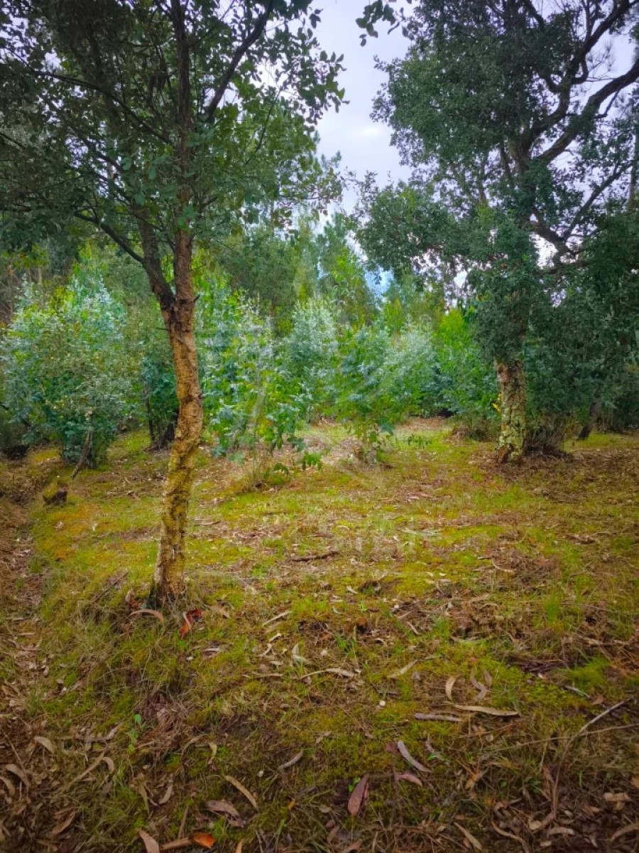 Terreno para Venda em Nossa Senhora do Pópulo, Coto e São Gregório Foto 6