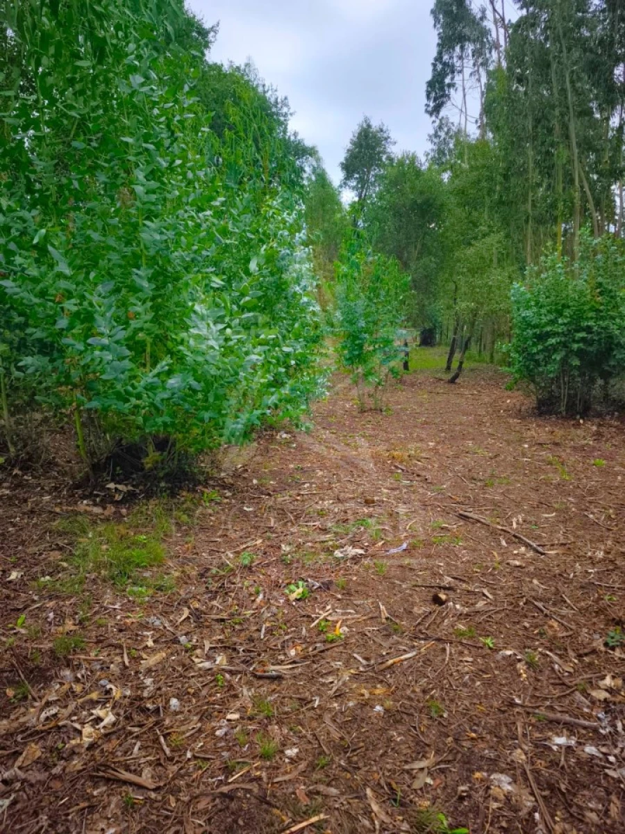 Terreno para Venda em Nossa Senhora do Pópulo, Coto e São Gregório Foto 7