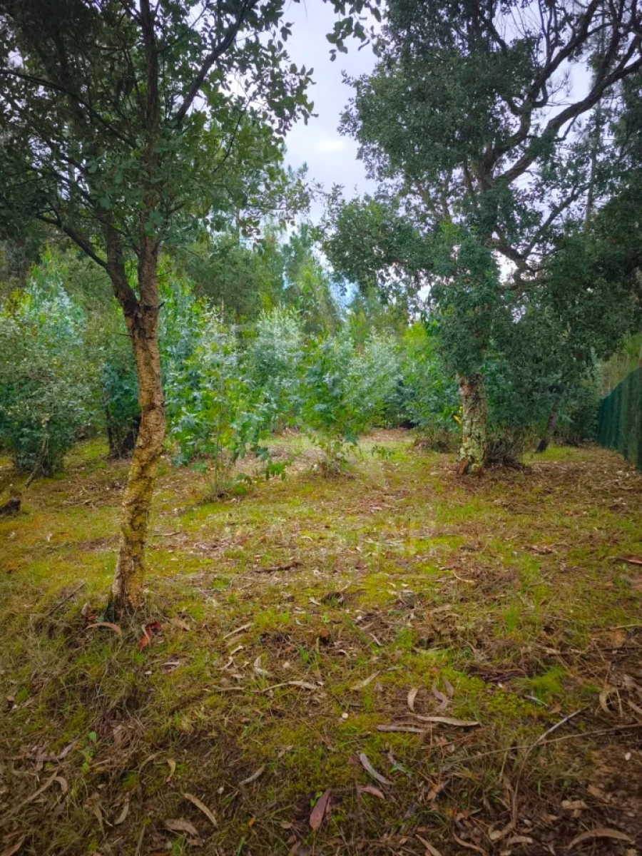 Terreno para Venda em Nossa Senhora do Pópulo, Coto e São Gregório Foto 8