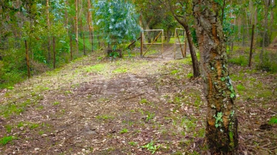 Terreno para Venda em Nossa Senhora do Pópulo, Coto e São Gregório