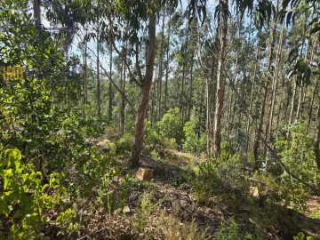 Quinta para Venda em Alferce