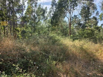 Quinta para Venda em Alferce