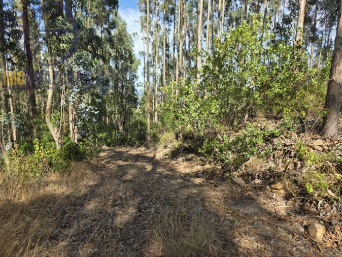 Quinta para Venda em Alferce Foto 10