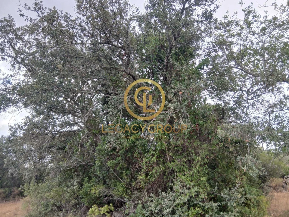 Terreno para Venda em Conceição e Estoi Foto 5