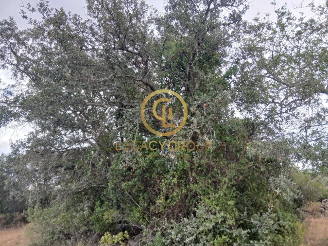Terreno para Venda em Conceição e Estoi Foto 5
