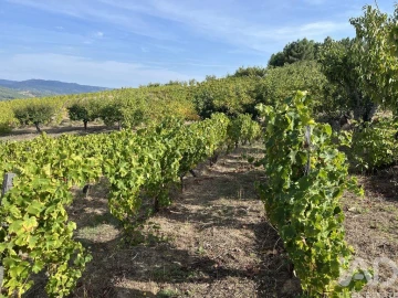 Terreno para Venda em Alijo
