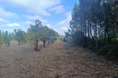 Terreno para Venda em Febres