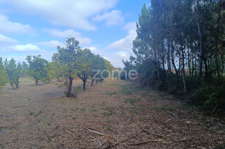 Terreno para Venda em Febres Foto 2