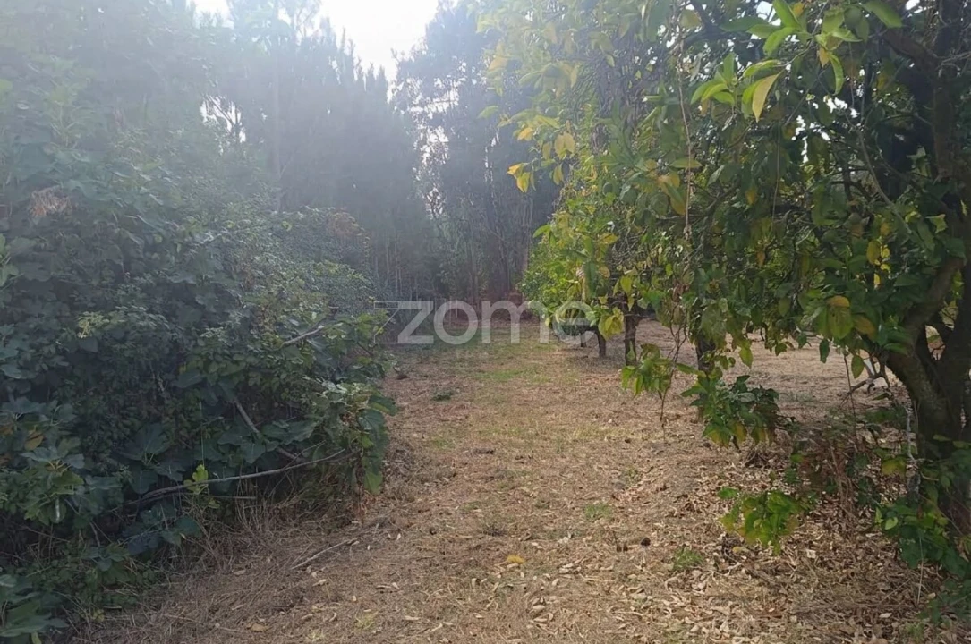 Terreno para Venda em Febres Foto 10