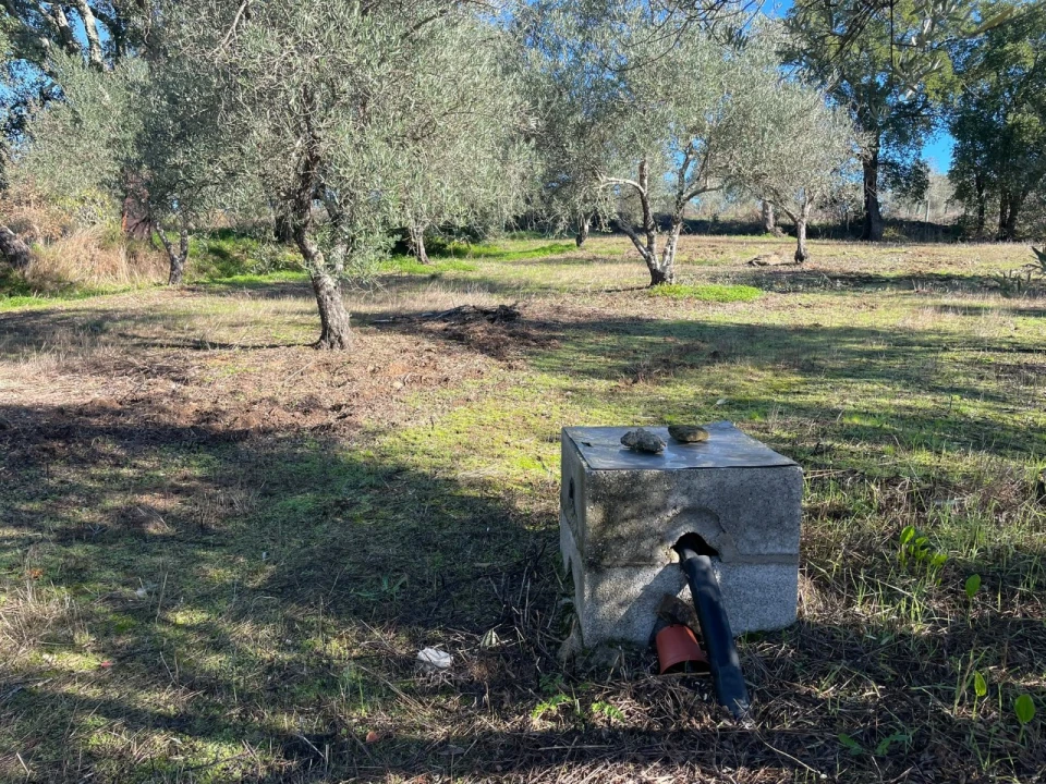 Quinta para Venda em Abrantes (São Vicente e São João) e Alferrarede Foto 5