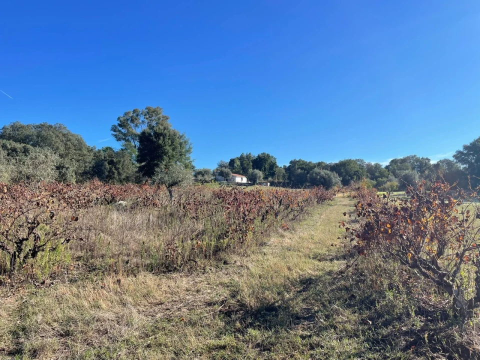 Quinta para Venda em Abrantes (São Vicente e São João) e Alferrarede Foto 11
