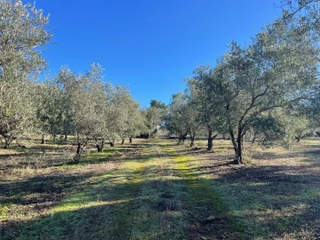Quinta para Venda em Abrantes (São Vicente e São João) e Alferrarede