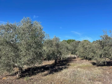 Quinta para Venda em Abrantes (São Vicente e São João) e Alferrarede