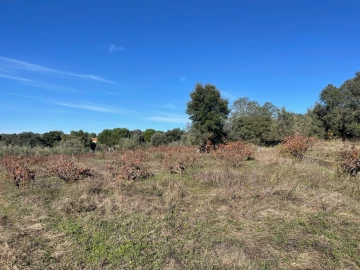 Quinta para Venda em Abrantes (São Vicente e São João) e Alferrarede