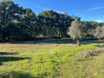 Quinta para Venda em Abrantes (São Vicente e São João) e Alferrarede