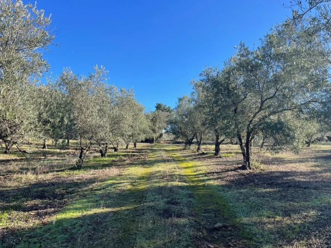 Quinta para Venda em Abrantes (São Vicente e São João) e Alferrarede Foto 6