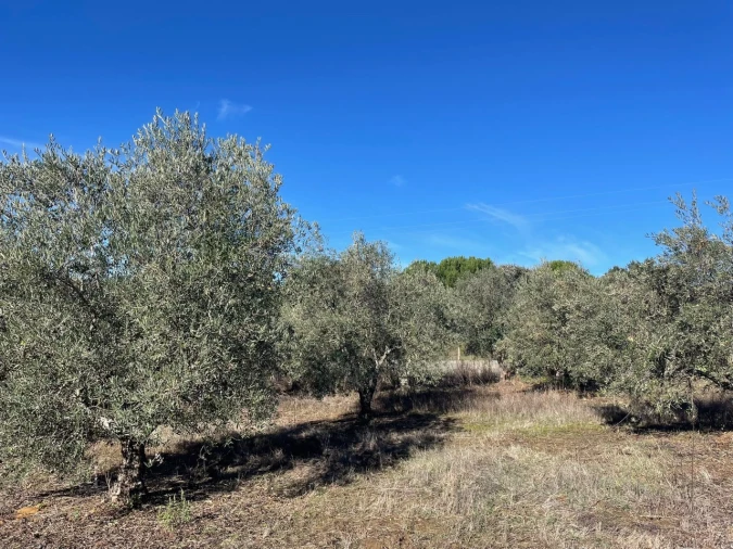 Quinta para Venda em Abrantes (São Vicente e São João) e Alferrarede Foto 7