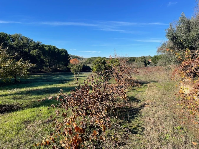Quinta para Venda em Abrantes (São Vicente e São João) e Alferrarede Foto 9