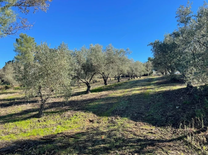 Quinta para Venda em Abrantes (São Vicente e São João) e Alferrarede Foto 8